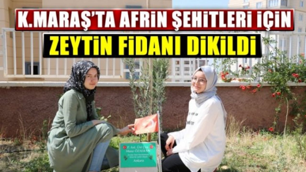 Kahramanmaraş'ta Afrin şehitleri için zeytin fidanı dikildi!
