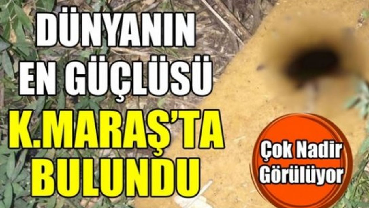 Kahramanmaraş'ta bulunan bu böcek herkesi şok etti!