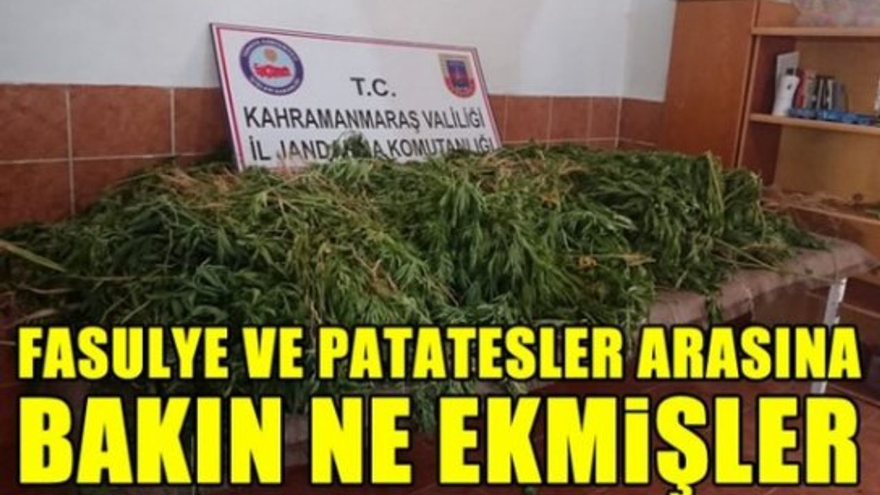 Kahramanmaraş'ta inanılmaz olay: fasulye ve patatesler arasına ekilmiş hint keneviri bulundu