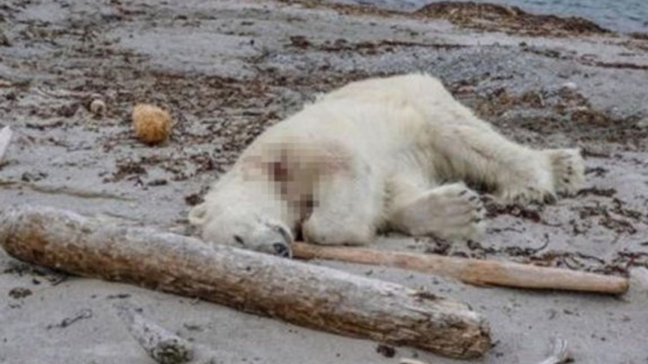 Tur gemisinin görevlisi kutup ayısını silahla vurarak öldürdü!