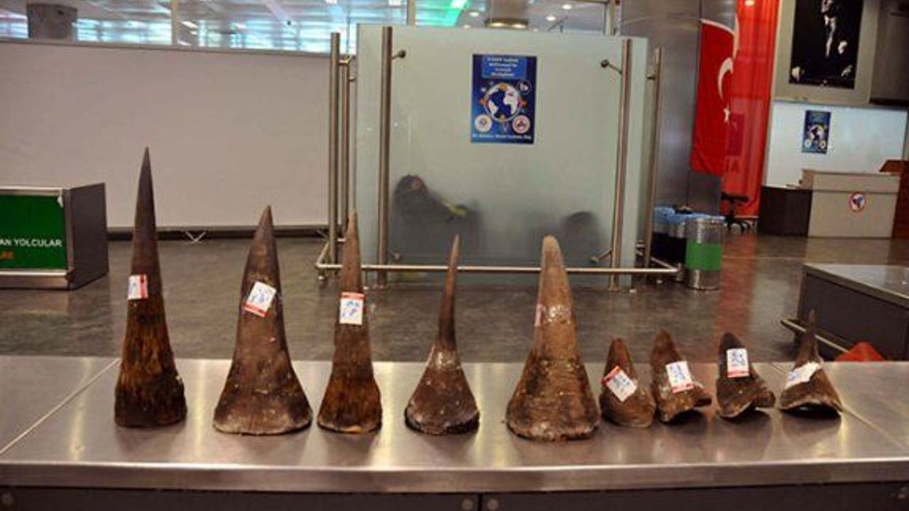 Atatürk Havalimanı'nda 1 milyon 300 bin TL olan 9 adet Gergedan boynuzu yakalandı