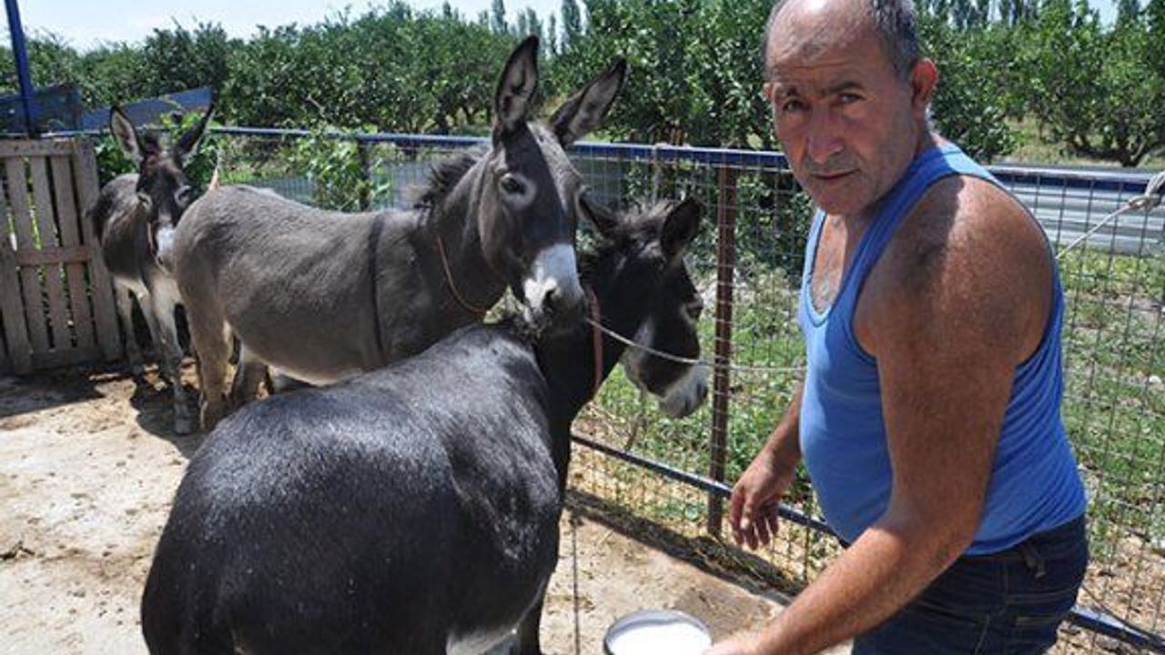 Aydın'da Kanser hastalarına ücretsiz eşek sütü veriliyor