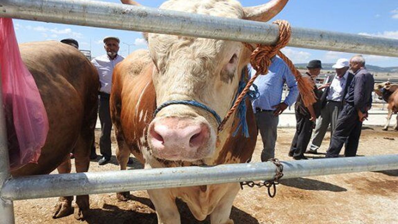 Çorum'da 1 ton 200 kiloluk 'Paşa' isimli boğa, 17 bin liraya satıldı!
