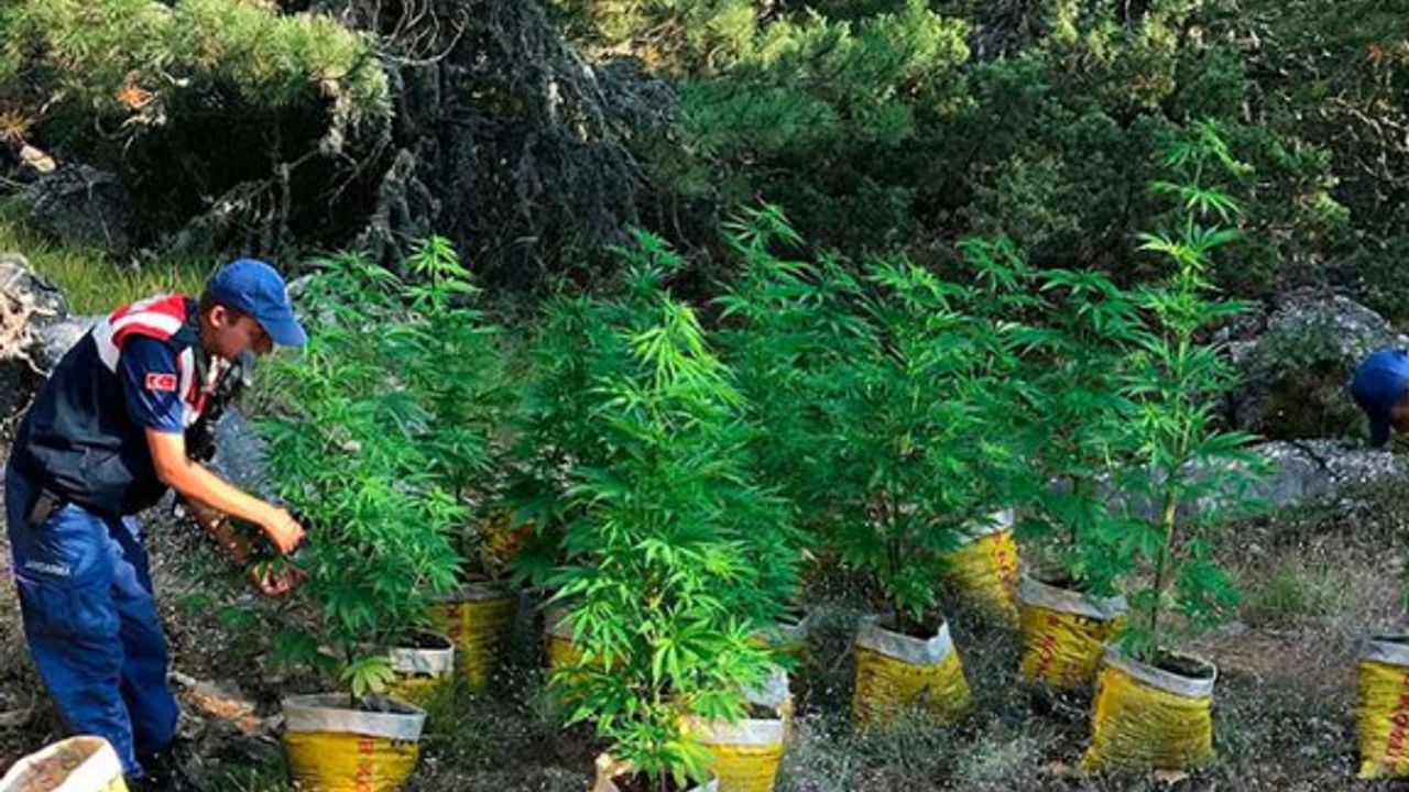 Müzik öğretmeni, tarlada yetiştirdiği Hint kenevirlerini sularken yakalandı!