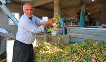 Kahramanmaraş'ta baklavalık fıstık hasat dönemi başladı!