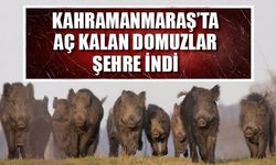 Kahramanmaraş’ta aç kalan domuzlar şehre indi