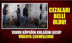 Yavru köpeğin kulağını kesip videoya çektiler