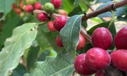 Kahve ağacı yetiştiren Mersinli üretici ilk ürünlerini aldı!