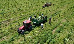 Tescilli Adana karpuzunda hasat sürüyor, fiyatlar geriledi