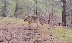 Kahramanmaraşlı Doğa Tutkunu Genç Fotokapanla Yaban Hayatını Görüntülüyor