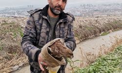 Kahramanmaraş'ta Yaralı Şahin Kurtarıldı