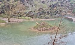 Kahramanmaraş’ta Mahsur Kalan Köpek Kurtarıldı