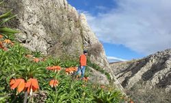 Kahramanmaraş’ta Ters Laleler Doğaseverleri Büyülüyor