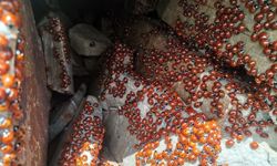 KAHRAMANMARAŞ’TA ULUDAZ TEPESİNDE UĞUR BÖCEKLERİ FOTOĞRAFLANDI
