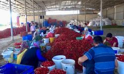 Kahramanmaraş’ta 50 Bin Ton Yaş Biberden 12 Bin 500 Ton Pul Biber Bekleniyor