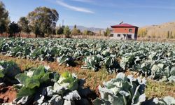 Kahramanmaraş’ta Dev Lahanalar Yola Çıktı