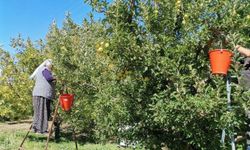 Kahramanmaraş'ta 60 Bin Ton Elma Rekoltesi Bekleniyor
