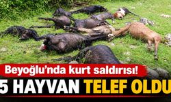 Kahramanmaraş’ta kurt saldırısı: 5 hayvan telef oldu