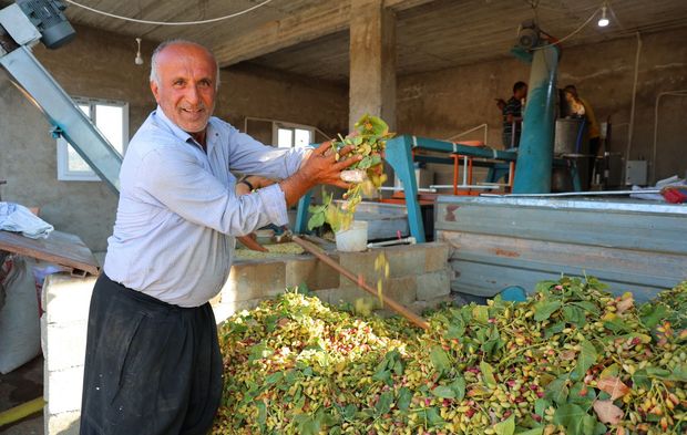 Kahramanmaraş'ta baklavalık fıstık hasat dönemi başladı!