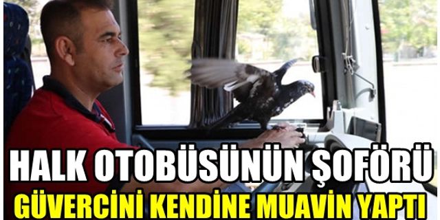 Kahramanmaraş'ta halk otobüsünün şoförü güvercini kendine muavin yaptı
