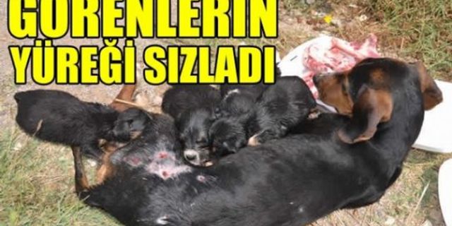 Kahramanmaraş'ta köpek yavruları yaralı annenin yanından hiç ayrılmadı!