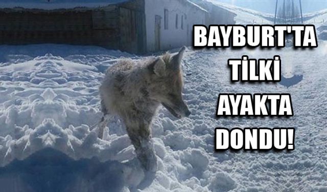 Bayburt'ta tilki ayakta dondu!
