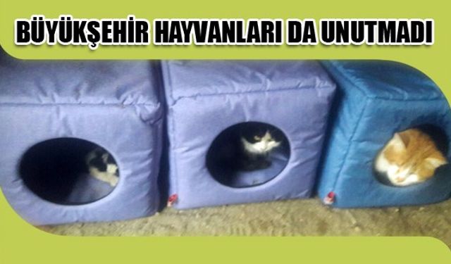 BÜYÜKŞEHİR HAYVANLARI DA UNUTMADI