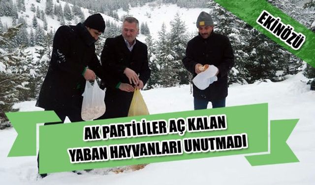 Ekinözü ’nde Ak Partililer Aç Kalan Yaban Hayvanları Unutmadı