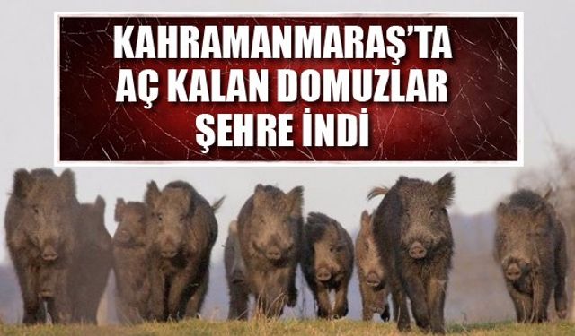 Kahramanmaraş’ta aç kalan domuzlar şehre indi