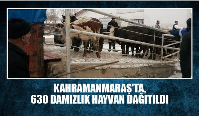 Kahramanmaraş'ta, 630 damızlık hayvan dağıtıldı