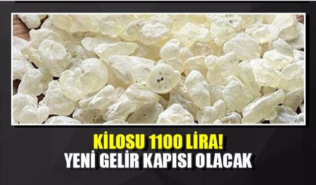 Kilosu 1100 lira! Yeni gelir kapısı olacak