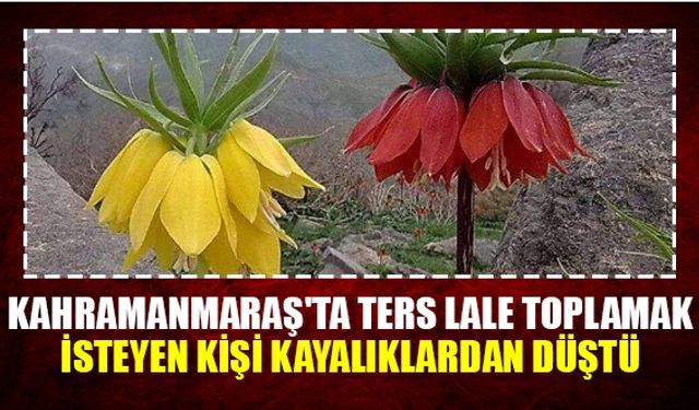 Kahramanmaraş'ta Ters Lale toplamak isteyen kişi kayalıklardan düştü