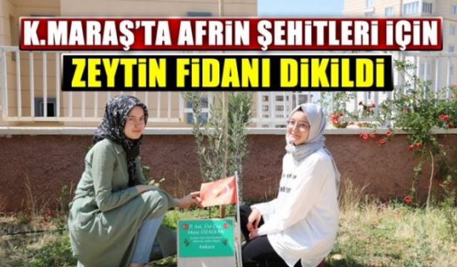 Kahramanmaraş'ta Afrin şehitleri için zeytin fidanı dikildi!