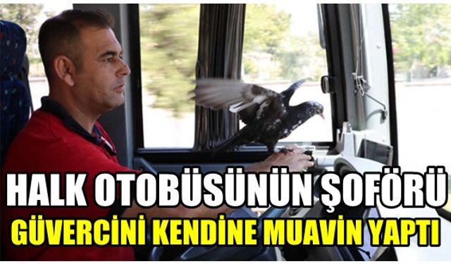 Kahramanmaraş'ta halk otobüsünün şoförü güvercini kendine muavin yaptı
