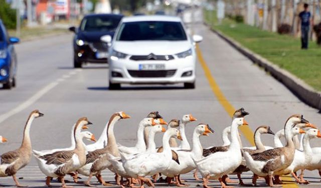 Karayolunda kazlar trafiği yoğunlaştırdı!