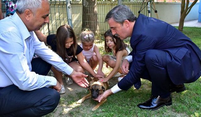 Sokak köpeklerine okullar sahipleniyor!