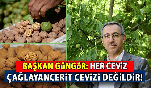 Başkan Güngör: "Her ceviz Çağlayancerit Cevizi değildir"