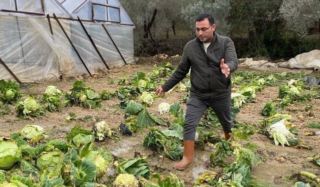 Sağanak yağış nedeniyle sera ürünleri hasar gördü!