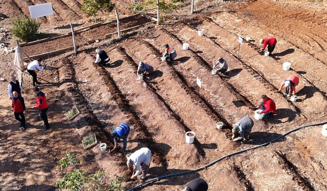 Kahramanmaraş'ta Salep Toprakla Buluşturuldu