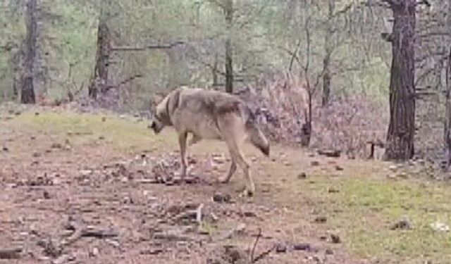 Kahramanmaraşlı Doğa Tutkunu Genç Fotokapanla Yaban Hayatını Görüntülüyor