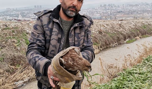 Kahramanmaraş'ta Yaralı Şahin Kurtarıldı