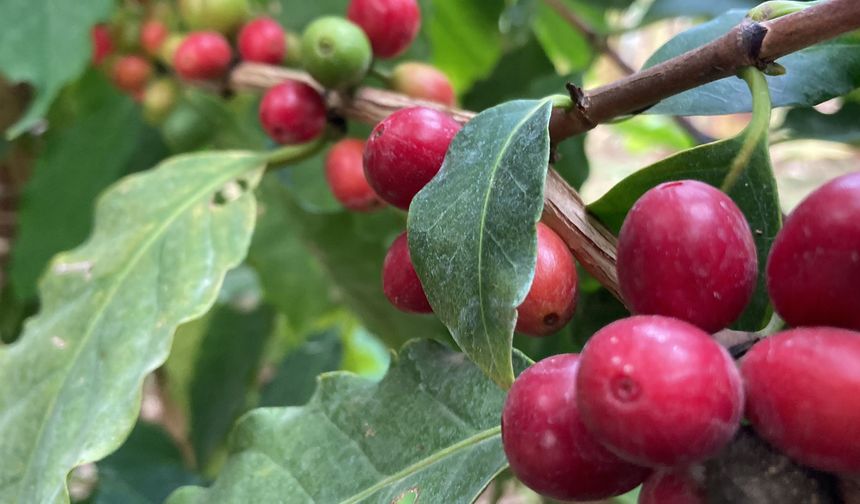 Kahve ağacı yetiştiren Mersinli üretici ilk ürünlerini aldı!