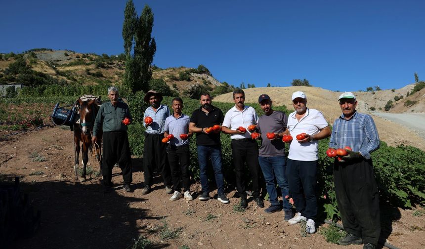 Kahramanmaraş'ta At Ve Katırlarla Domates Hasadı!