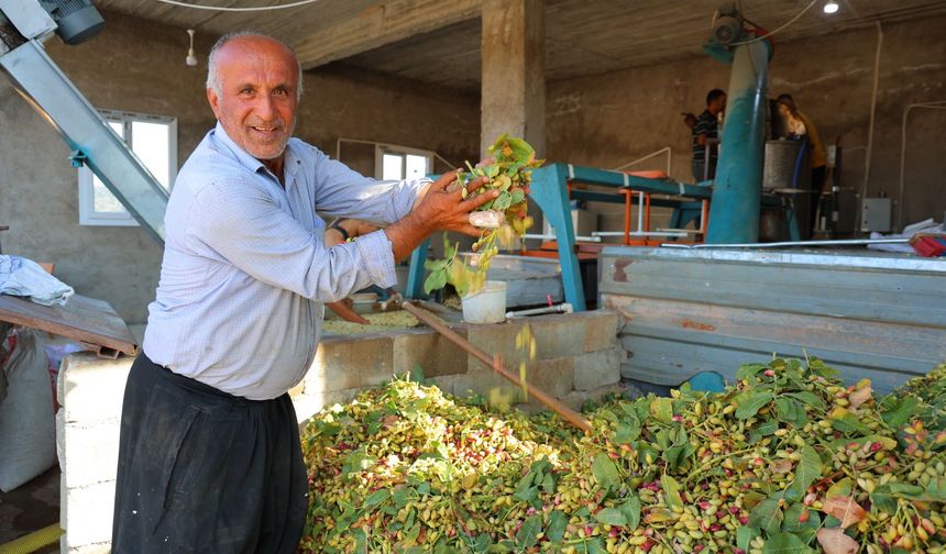 Kahramanmaraş'ta baklavalık fıstık hasat dönemi başladı!