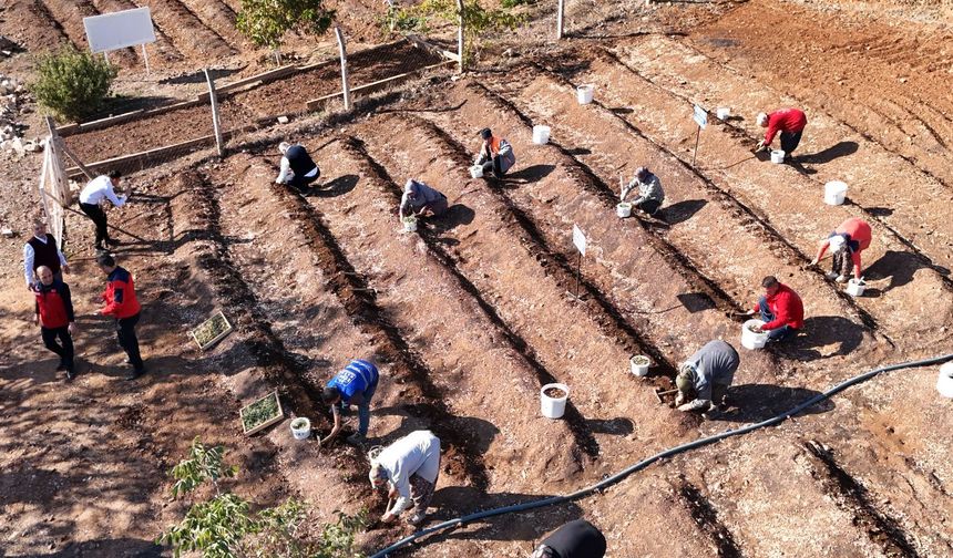 Kahramanmaraş'ta Salep Toprakla Buluşturuldu