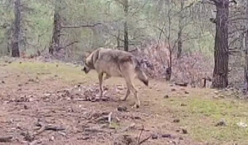 Kahramanmaraşlı Doğa Tutkunu Genç Fotokapanla Yaban Hayatını Görüntülüyor
