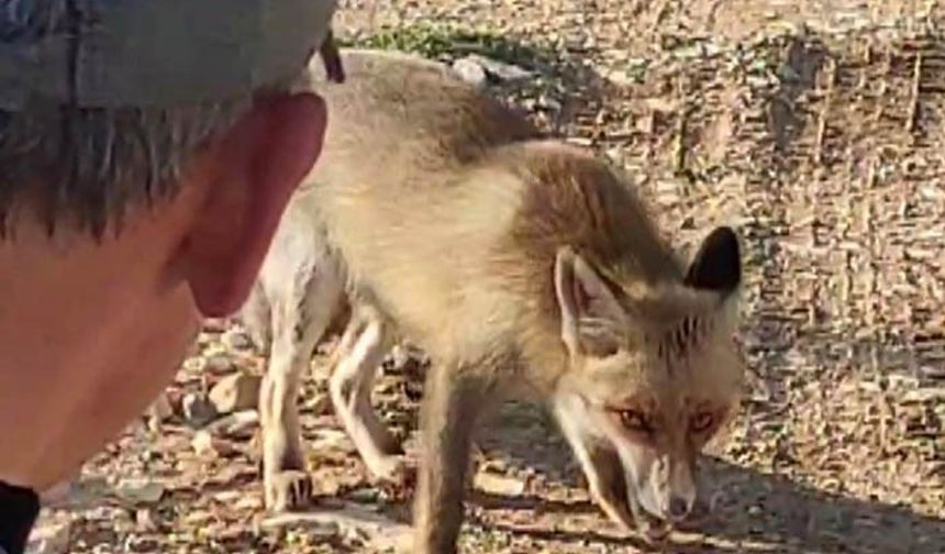 Kahramanmaraş'ta Dağda Karşılaştığı Tilkiyi Çerezle Besledi