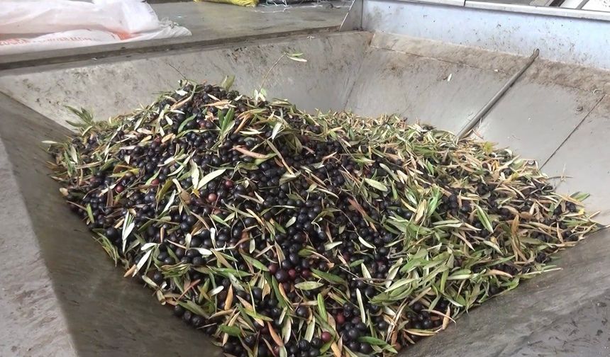 Kahramanmaraş’ta 5 Bin Ton Sızma Zeytinyağı Üretildi