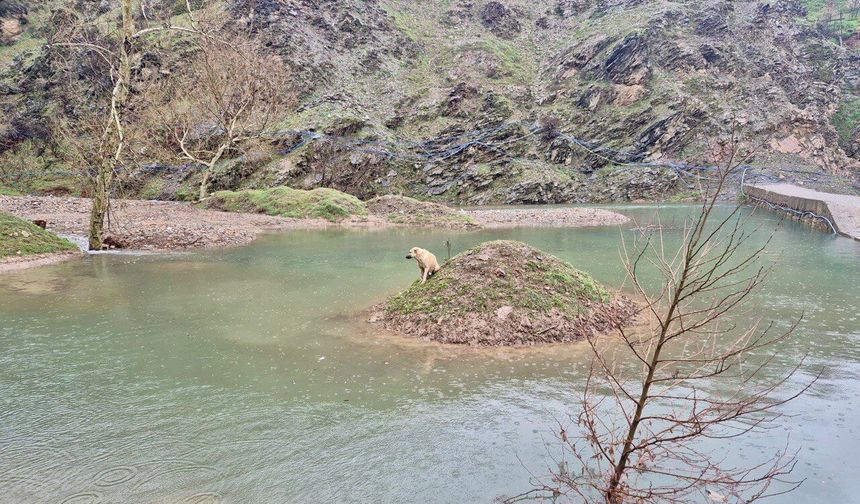 Kahramanmaraş’ta Mahsur Kalan Köpek Kurtarıldı
