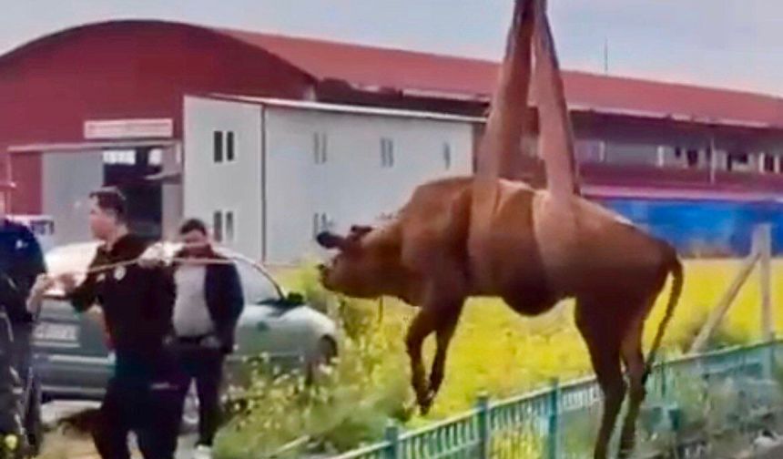 Kahramanmaraş’ta Su Kanalına Düşen İnek Kurtarıldı